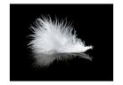 Öntapadós fotótapéta - White feather - ajandekpont.hu