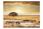 Prémium fotótapéta - Afrikai zebrák közelében öntözés lyuk - ajandekpont.hu