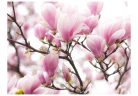 Prémium fotótapéta - Magnolia bloosom - ajandekpont.hu