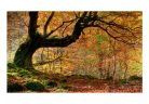 Öntapadós fotótapéta - Autumn, forest and leaves - ajandekpont.hu