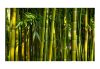 Fotótapéta - Ázsiai bambusz erdő  -  ajandekpont.hu