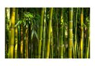 Fotótapéta - Ázsiai bambusz erdő - ajandekpont.hu