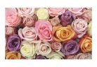 Fotótapéta - Pastel roses - ajandekpont.hu