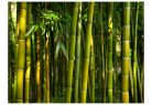 Öntapadós fotótapéta - Ázsiai bambusz erdő - ajandekpont.hu