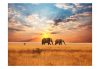 Fotótapéta - Afrikai szavanna elefánt  -  ajandekpont.hu