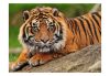 Fotótapéta - Szumátrai tigris II  400x309 cm