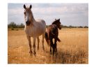 Öntapadós fotótapéta - Horse and foal - ajandekpont.hu