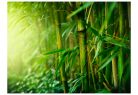 Öntapadós fotótapéta - jungle - bamboo - ajandekpont.hu