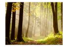 Fotótapéta - Mysterious forest path - ajandekpont.hu