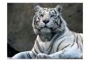 Öntapadós fotótapéta - Bengáli tigris állatkertben - ajandekpont.hu