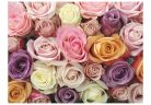 Fotótapéta - Pastel roses - ajandekpont.hu