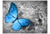 Öntapadós fotótapéta - Blue butterfly - ajandekpont.hu