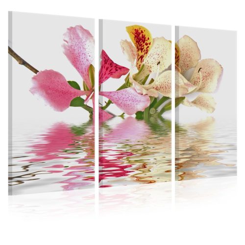 Kép - Orchid with colorful spots - ajandekpont.hu