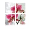 Kép - Fancy orchidea - ajandekpont.hu