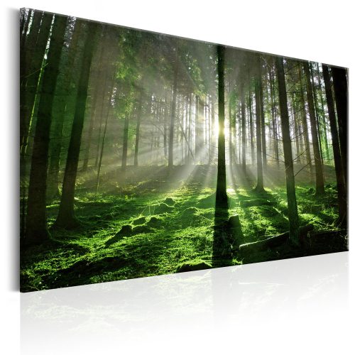 Kép - Emerald Forest II - ajandekpont.hu