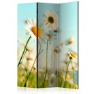 Paraván - Daisies - spring meadow [Room Dividers] - ajandekpont.hu