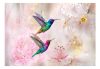 Fotótapéta - Colourful Hummingbirds (Pink) - ajandekpont.hu