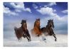 Öntapadós fotótapéta - Horses in the Snow - ajandekpont.hu