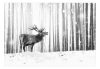 Öntapadós fotótapéta - Deer in the Snow (Black and White) - ajandekpont.hu