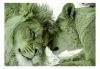Fotótapéta - Lion Tenderness (Green) - ajandekpont.hu