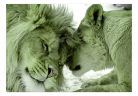 Öntapadós fotótapéta - Lion Tenderness (Green) - ajandekpont.hu