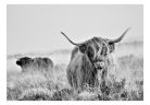 Öntapadós fotótapéta - Highland Cattle - ajandekpont.hu