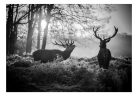 Öntapadós fotótapéta - Deers in the Morning - ajandekpont.hu