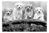 Fotótapéta - Four Puppies - ajandekpont.hu
