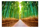 Öntapadós fotótapéta - Bamboo Forest - ajandekpont.hu