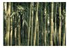 Öntapadós fotótapéta - Bamboo Exotic - ajandekpont.hu