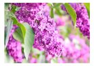 Fotótapéta - Lilac flowers - ajandekpont.hu