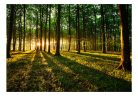 Öntapadós fotótapéta - Spring: Morning in the Forest - ajandekpont.hu