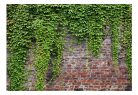 Prémium fotótapéta - Brick and ivy - ajandekpont.hu