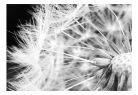 Prémium fotótapéta - Black and white dandelion - ajandekpont.hu