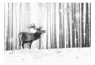 Prémium fotótapéta - Deer in the Snow (Black and White) - ajandekpont.hu