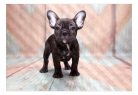 Prémium fotótapéta - French Bulldog - ajandekpont.hu