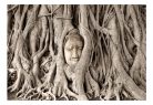 Öntapadós fotótapéta - Buddha's Tree - ajandekpont.hu
