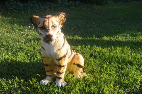 Kis tigris