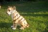 Kis tigris