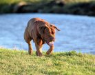 Vászonkép - Bordeaux-i dog - ajandekpont.hu