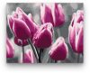 Rózsaszín Tulipánok - számfestő készlet - ajandekpont.hu
