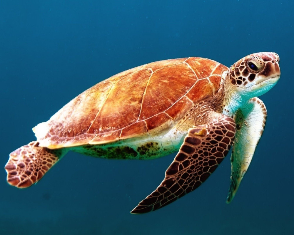 Vászonkép - Úszó tengeri teknős