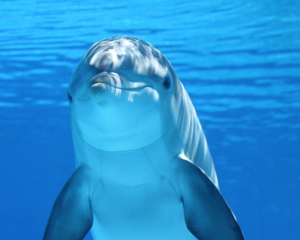 Vászonkép - Palackorrú delfin